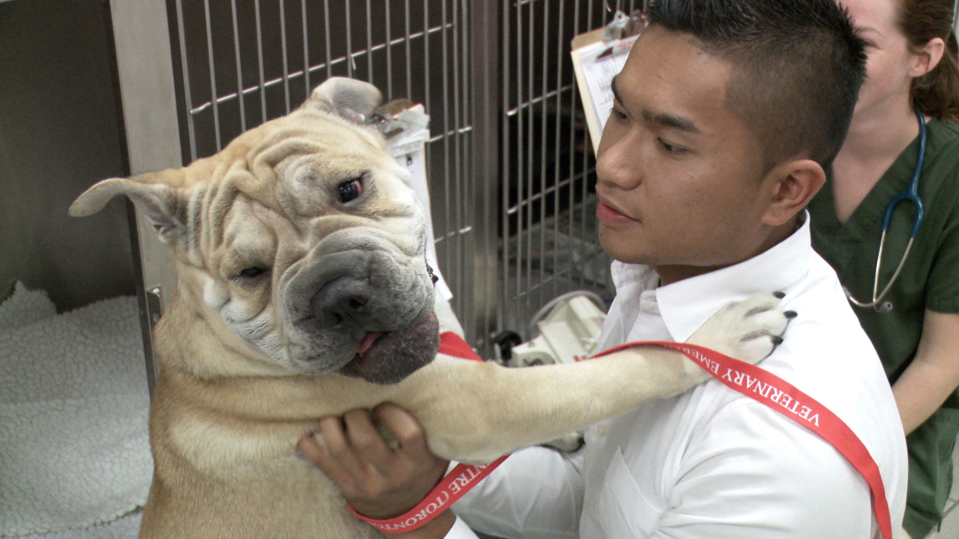 Vets Saving Pets - S2E26