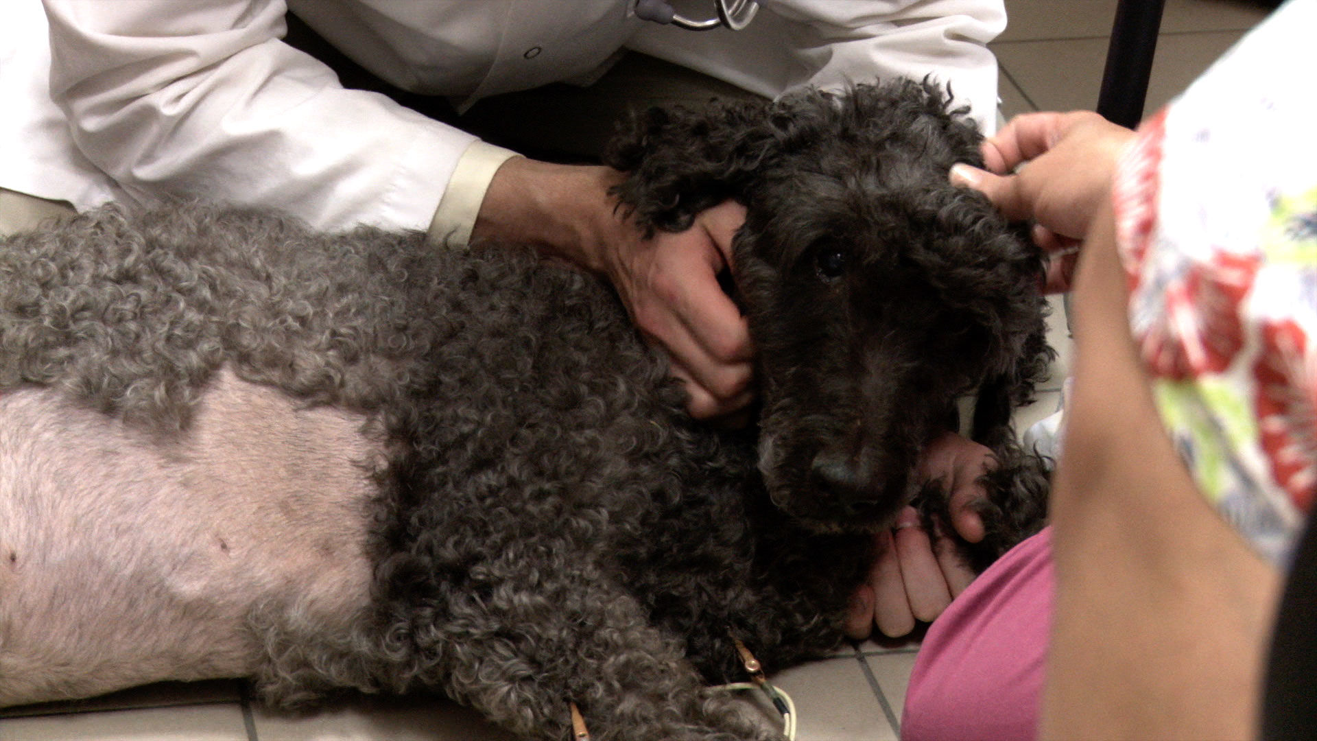 Vets Saving Pets - S2E26