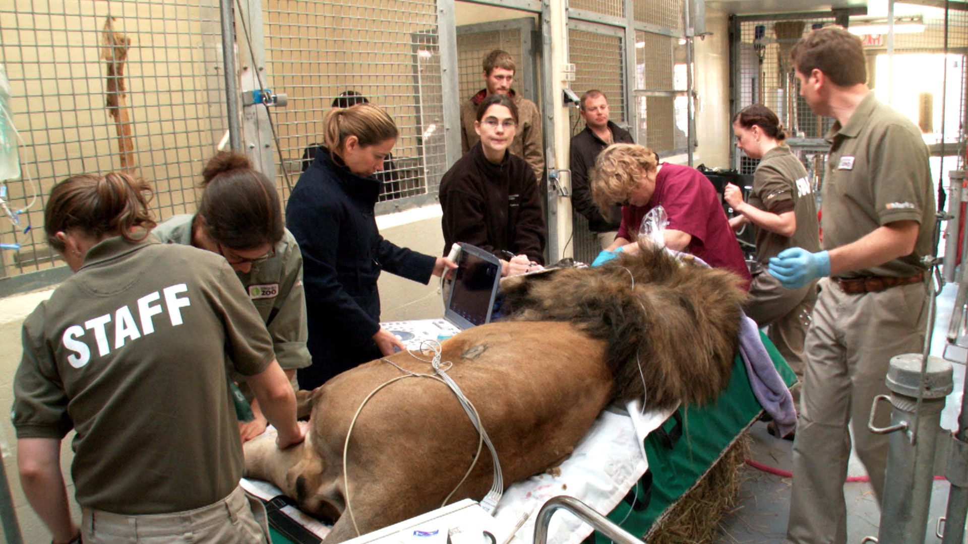 Vets Saving Pets - S2E26