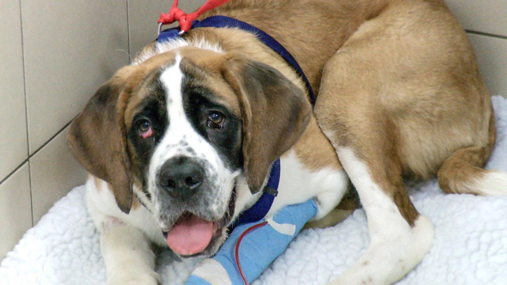 Vets Saving Pets - S2E26