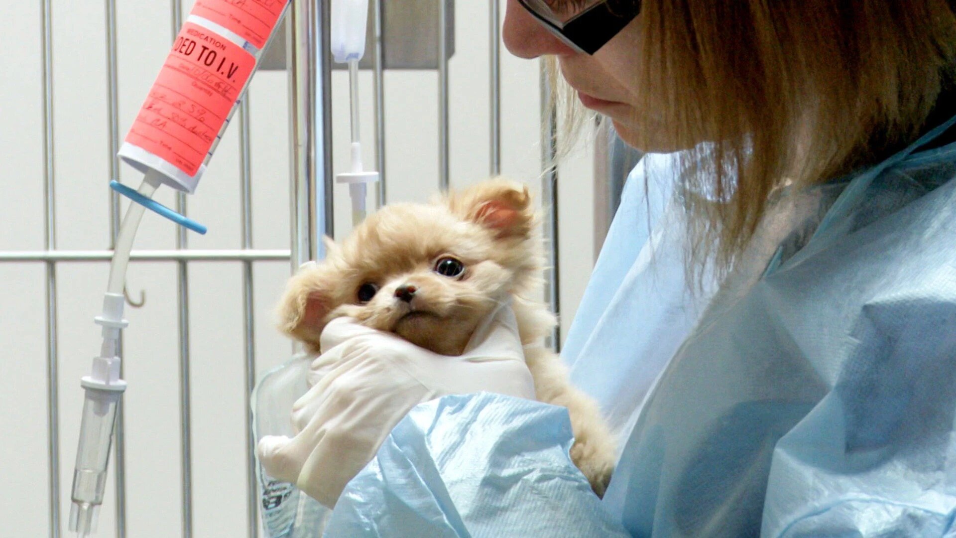 Vets Saving Pets - S2E26