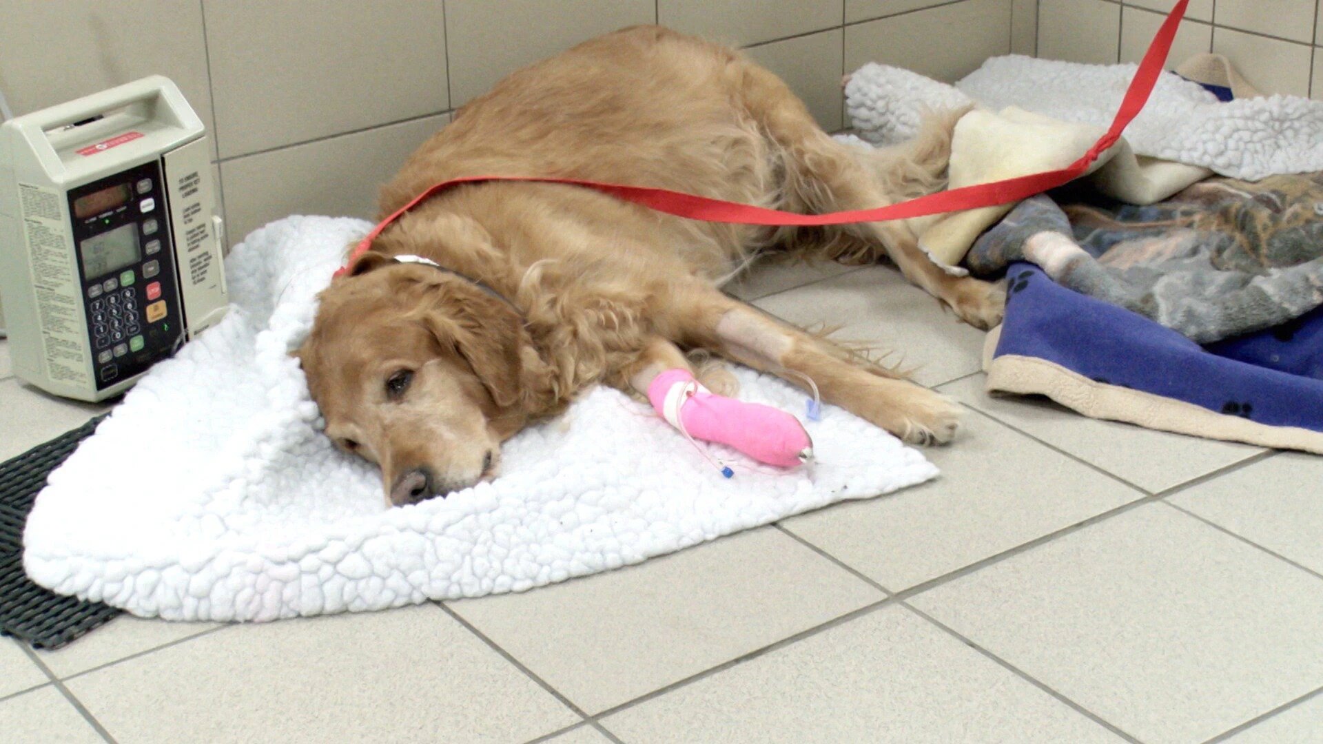 Vets Saving Pets - S2E26