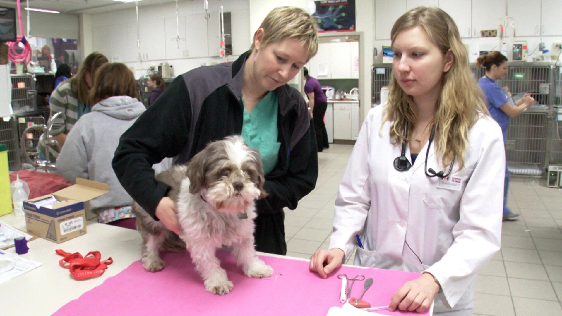 Vets Saving Pets - S2E26