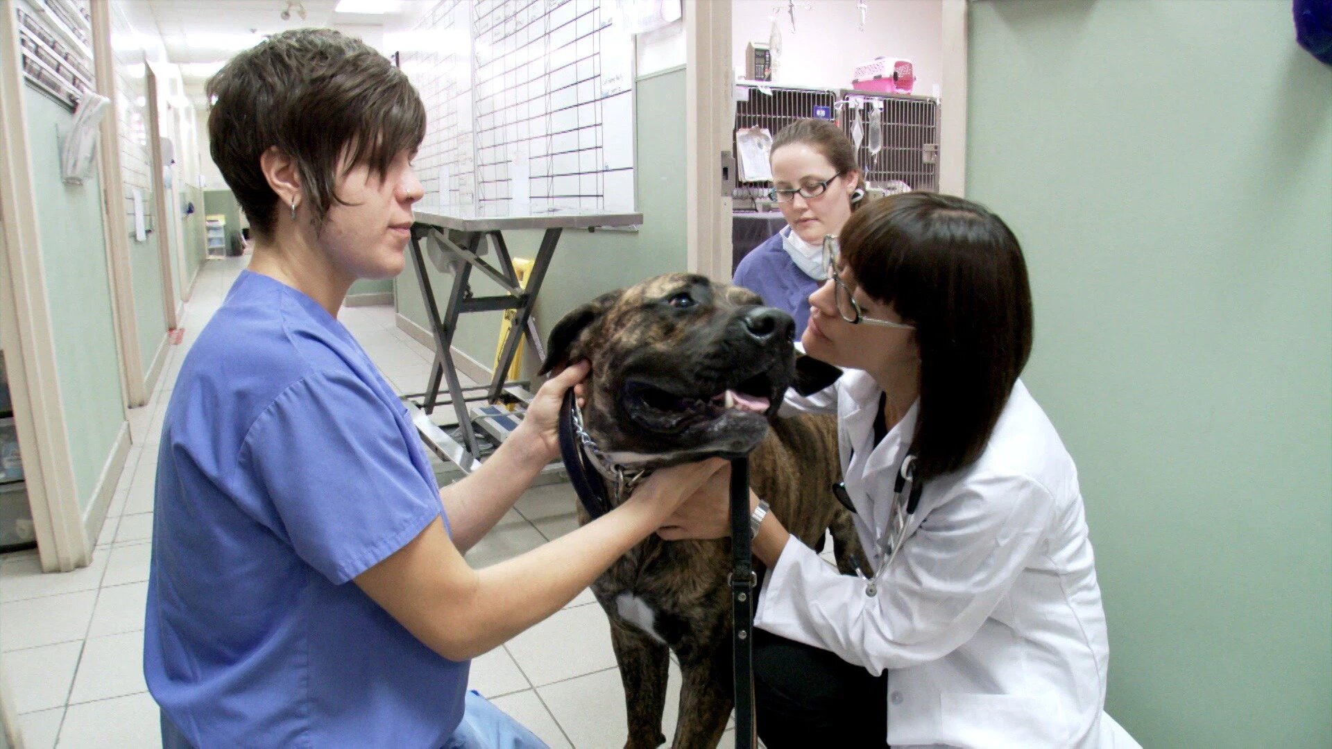 Vets Saving Pets - S2E26