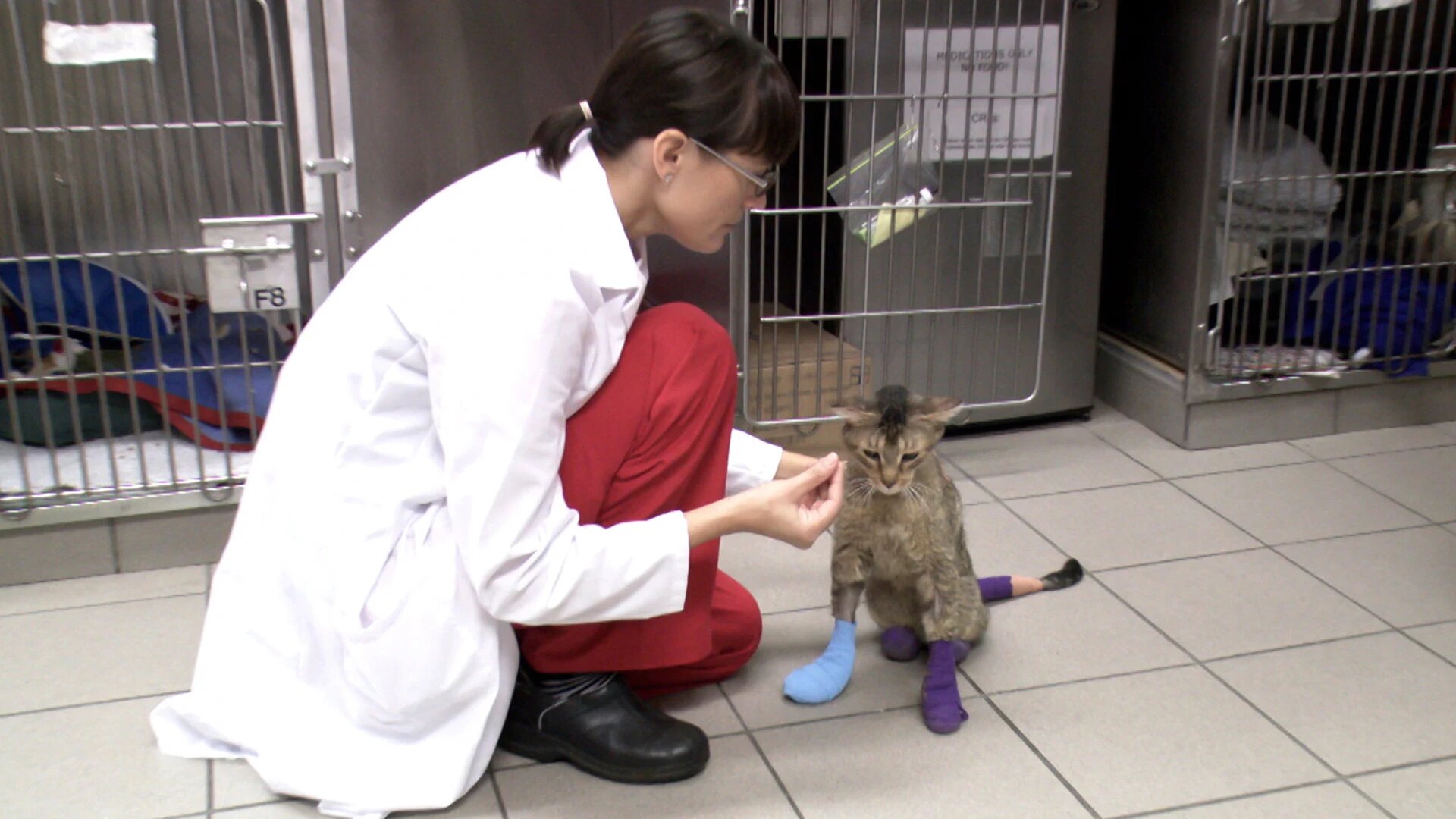 Vets Saving Pets - S2E26