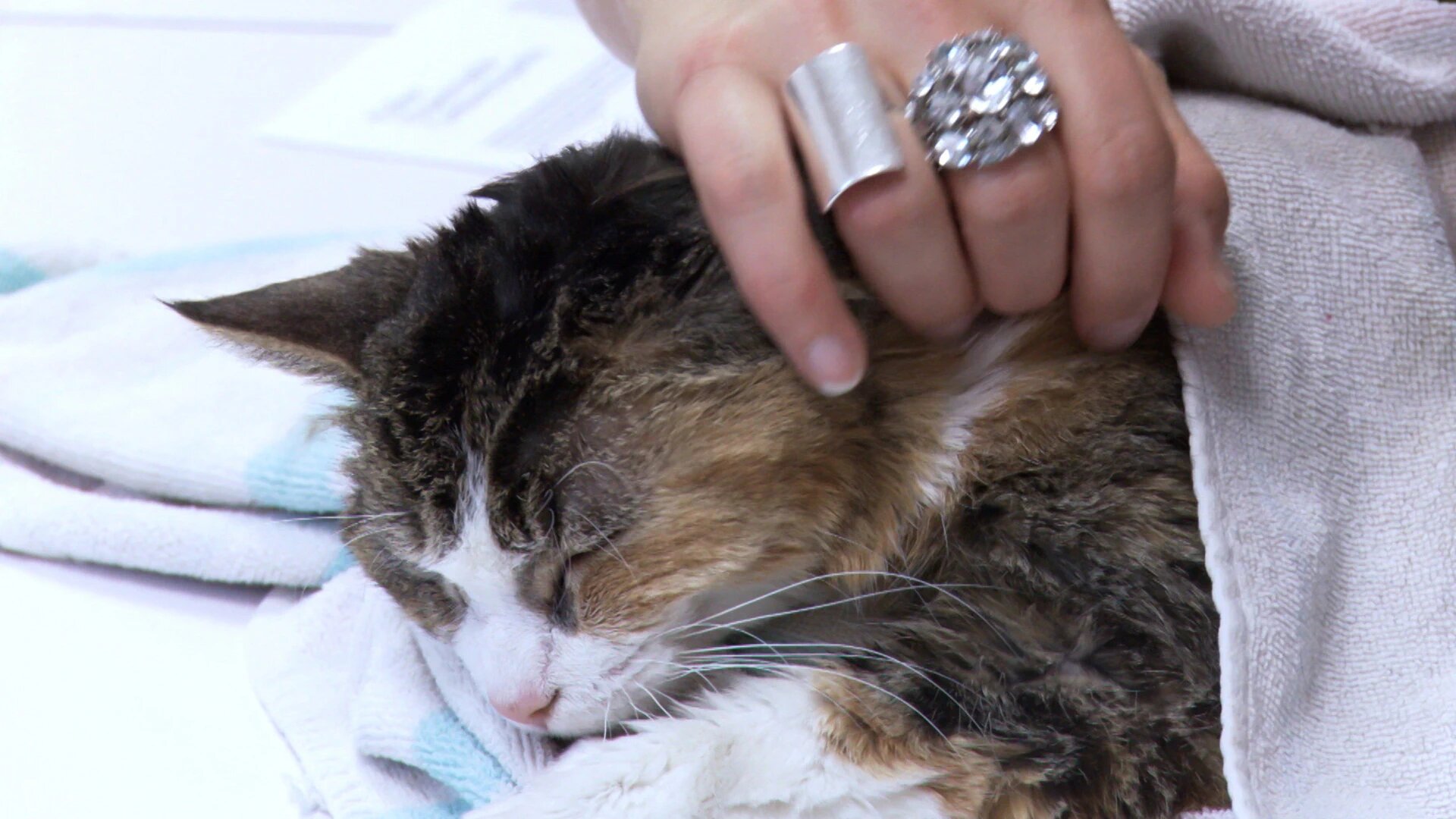 Vets Saving Pets - S2E26