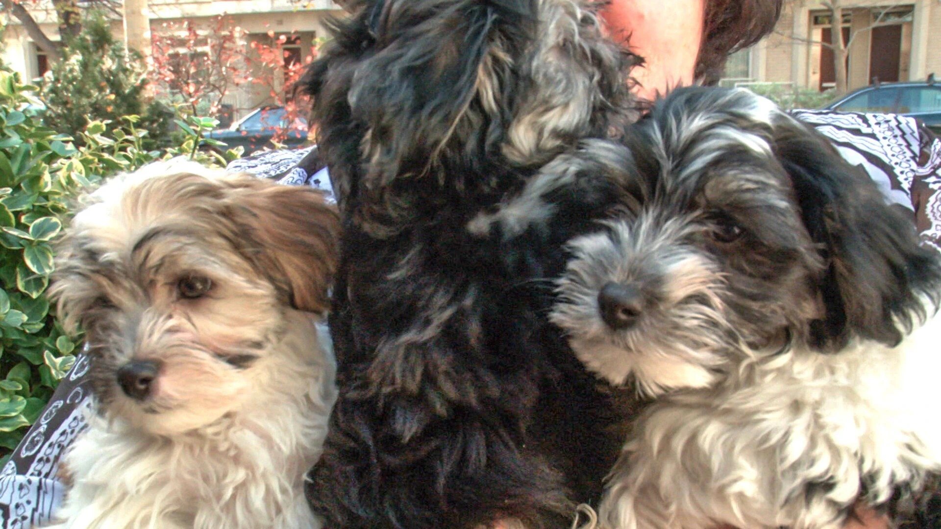 Vets Saving Pets - S2E26