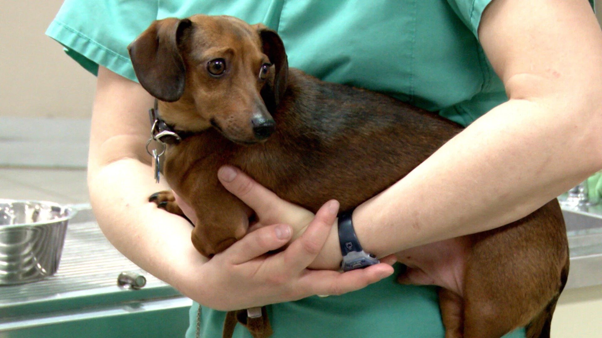 Vets Saving Pets - S2E26