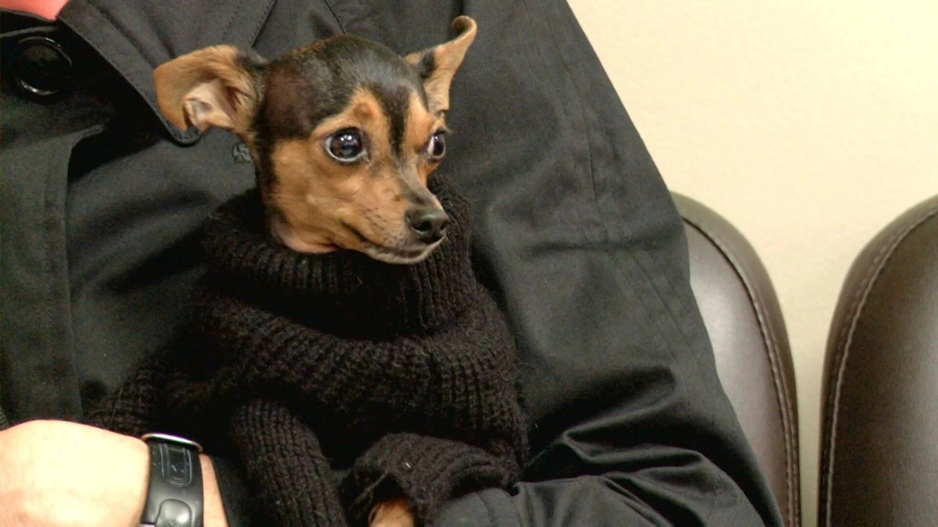 Vets Saving Pets - S2E26