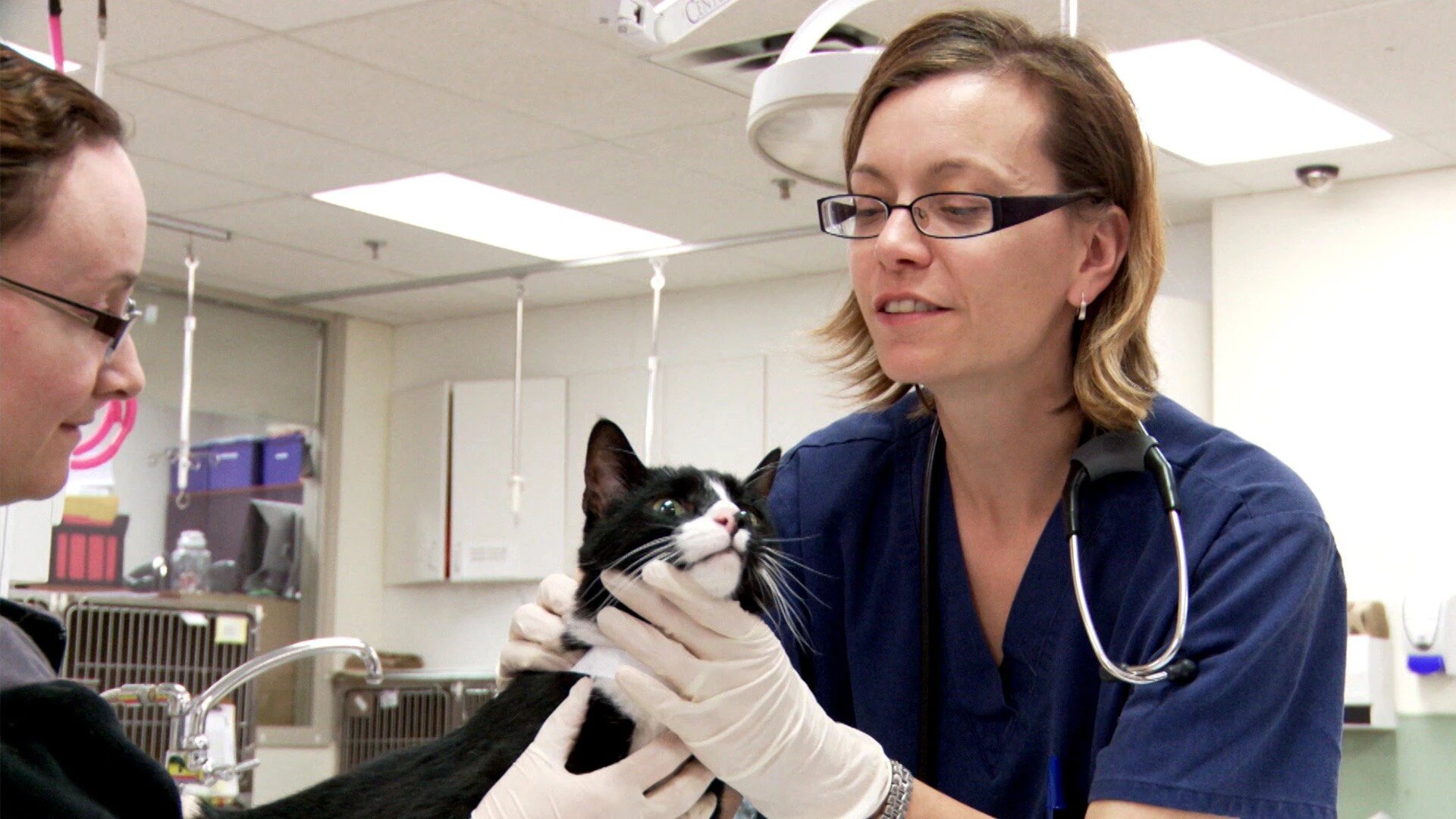 Vets Saving Pets - S2E26