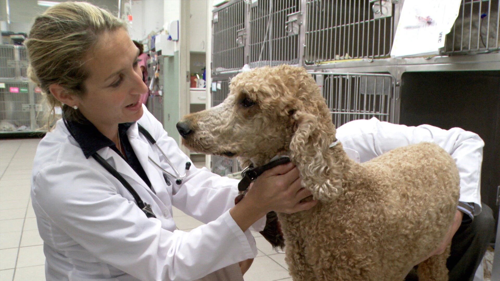 Vets Saving Pets - S2E26