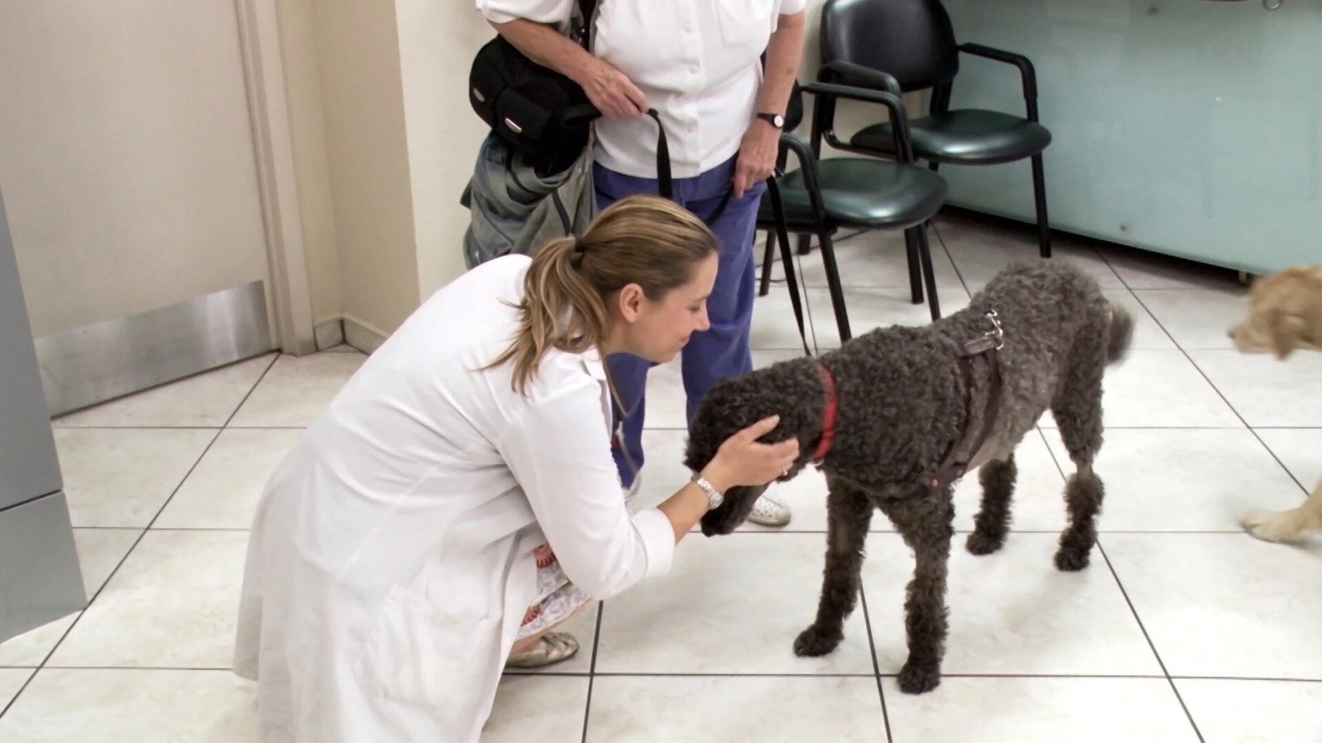 Vets Saving Pets - S2E26