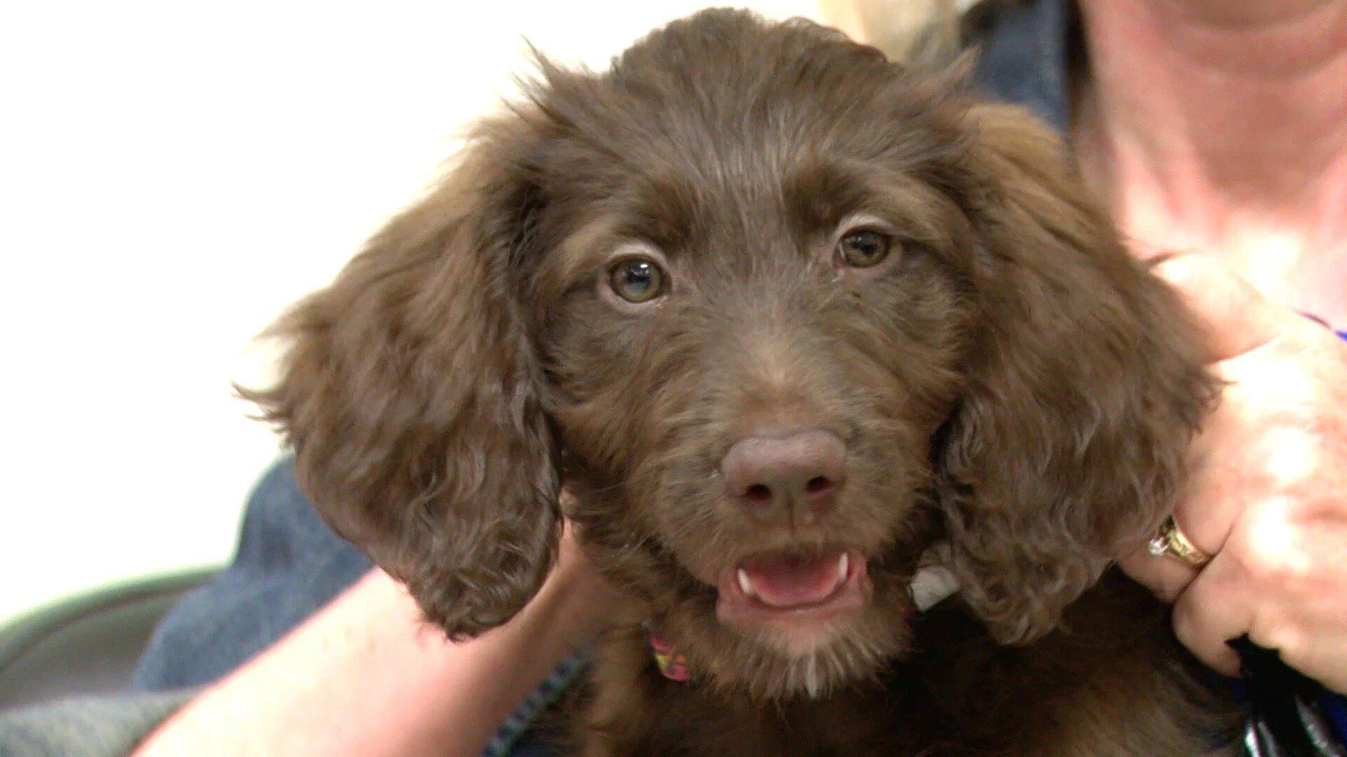 Vets Saving Pets - S2E26