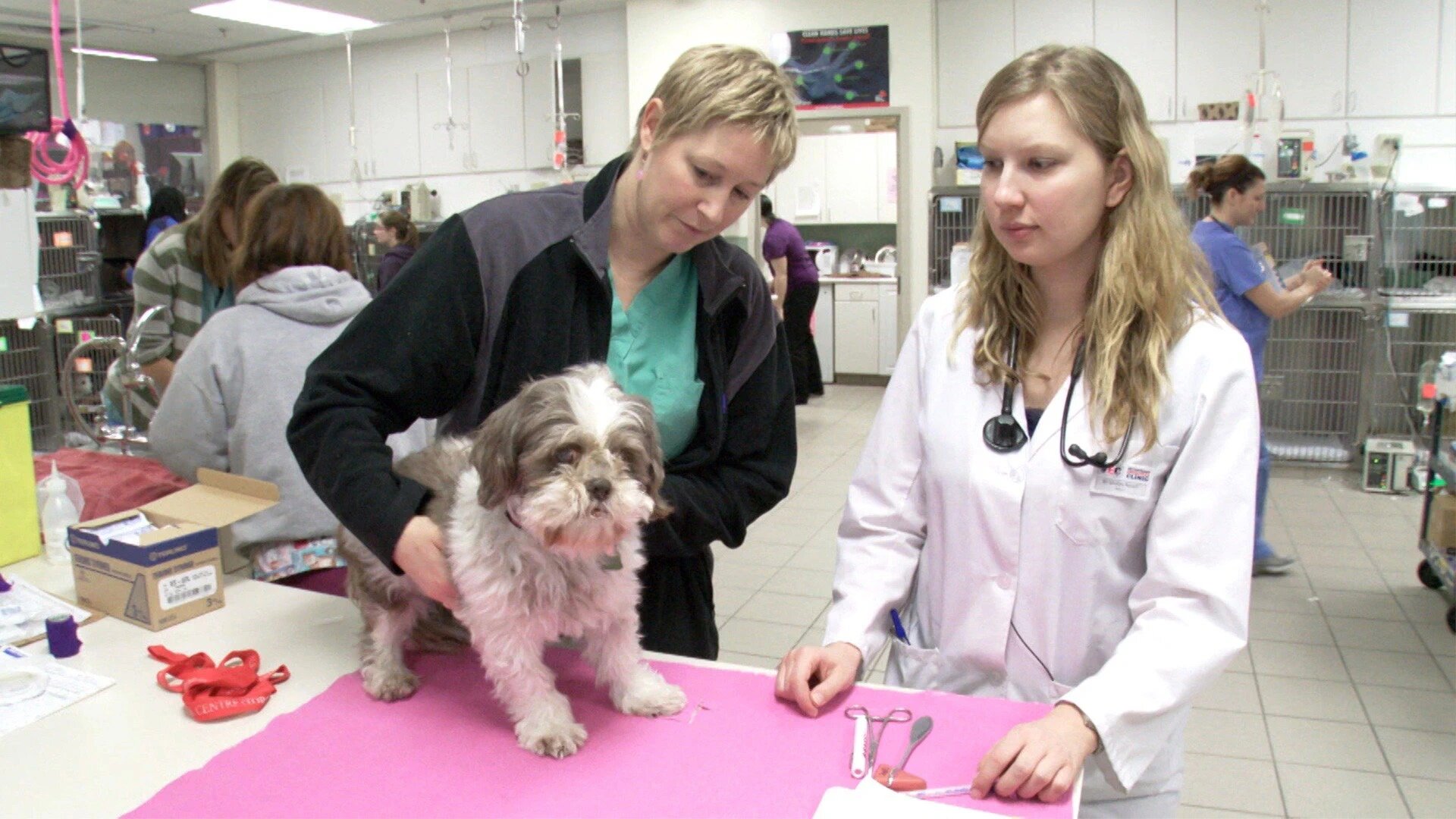 Vets Saving Pets - S2E26