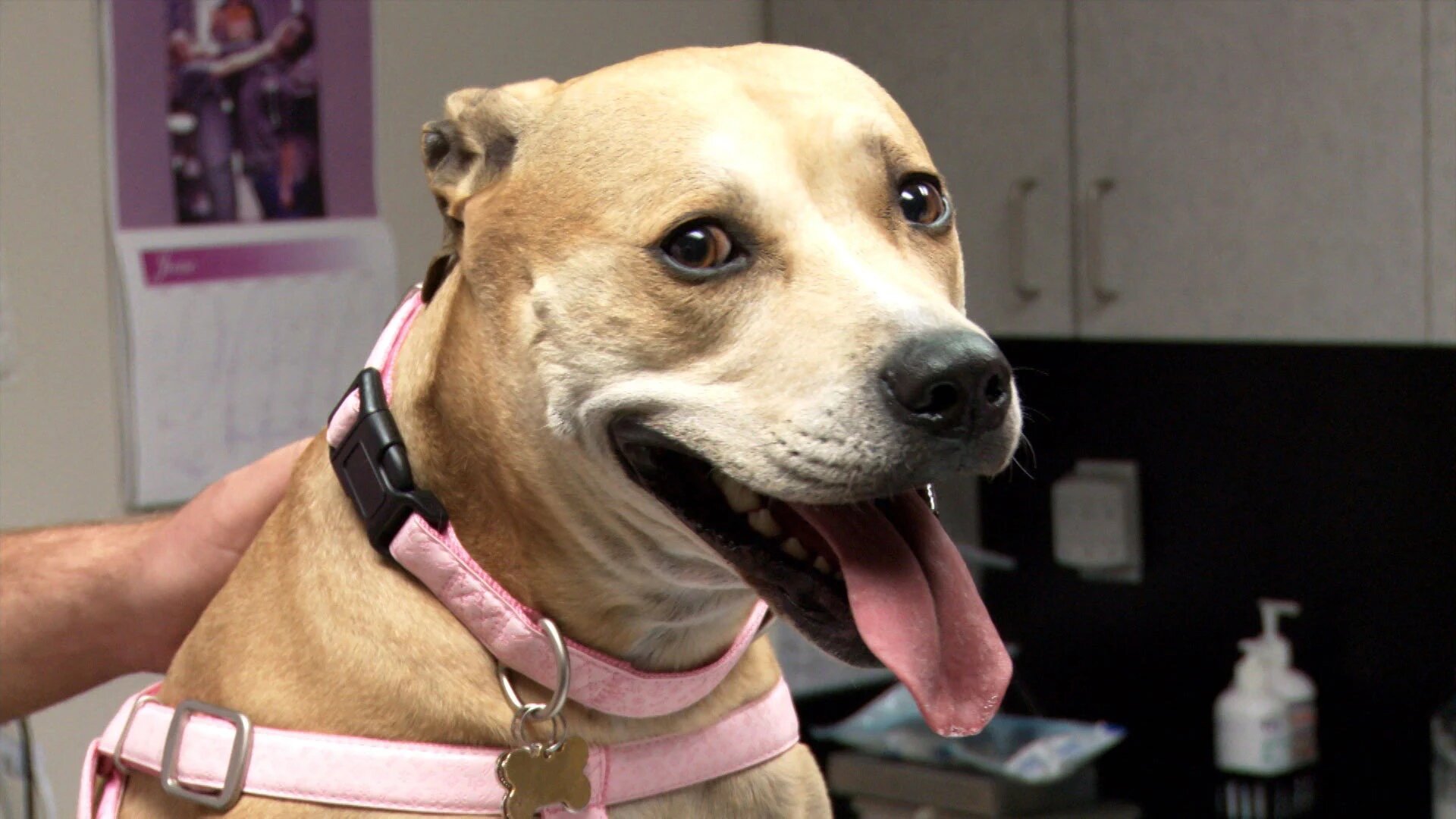 Vets Saving Pets - S2E26