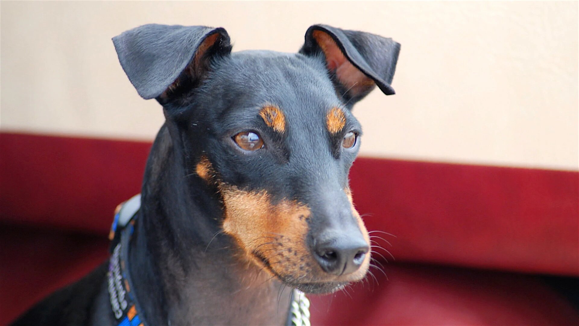 Vets Saving Pets - S2E26