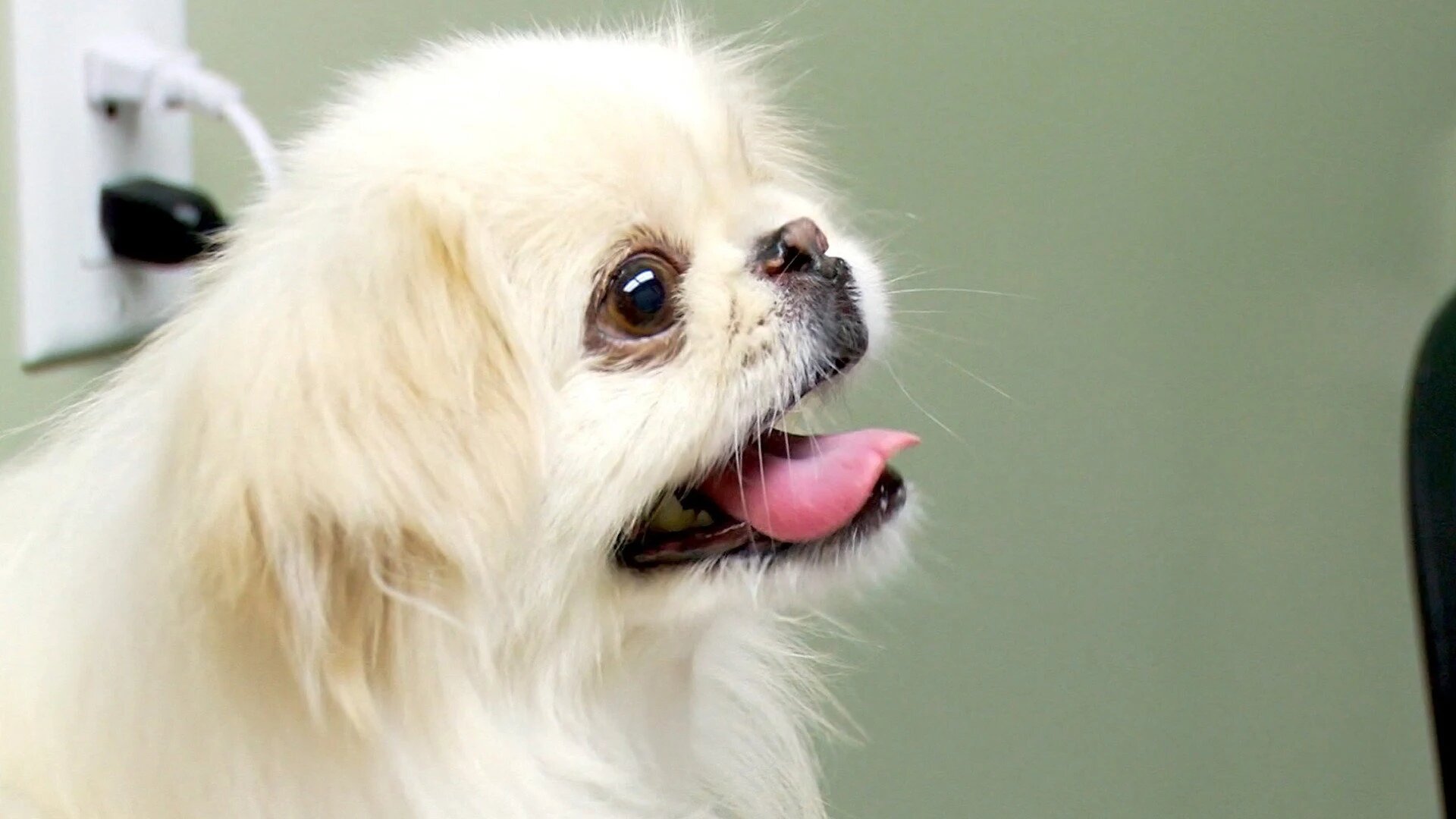 Vets Saving Pets - S2E26