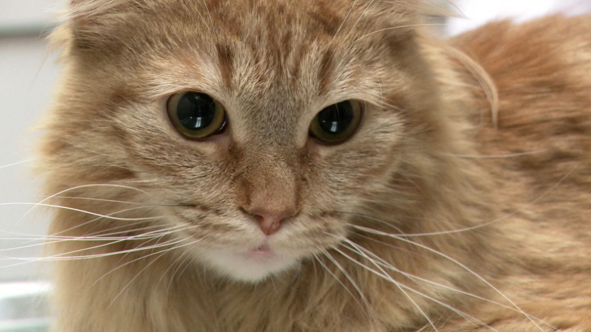 Vets Saving Pets - S2E26