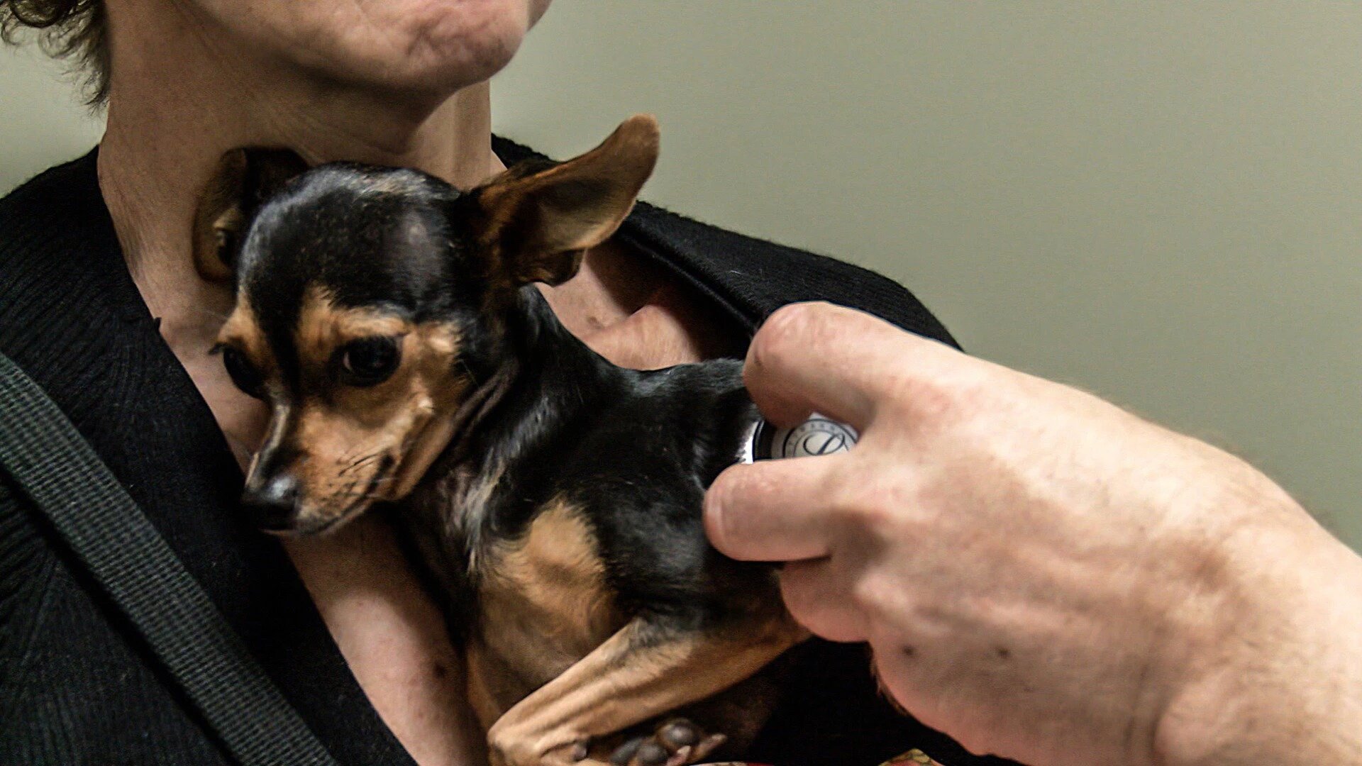 Vets Saving Pets - S2E26