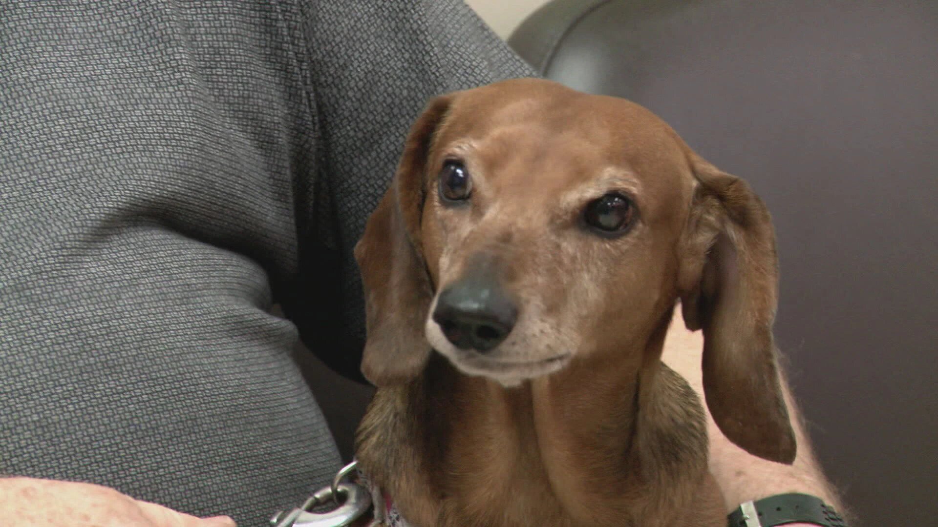 Vets Saving Pets - S2E26