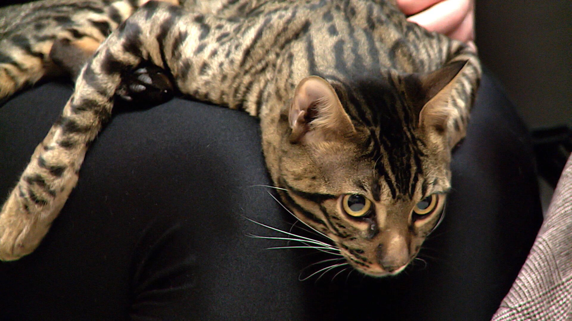 Vets Saving Pets - S2E26