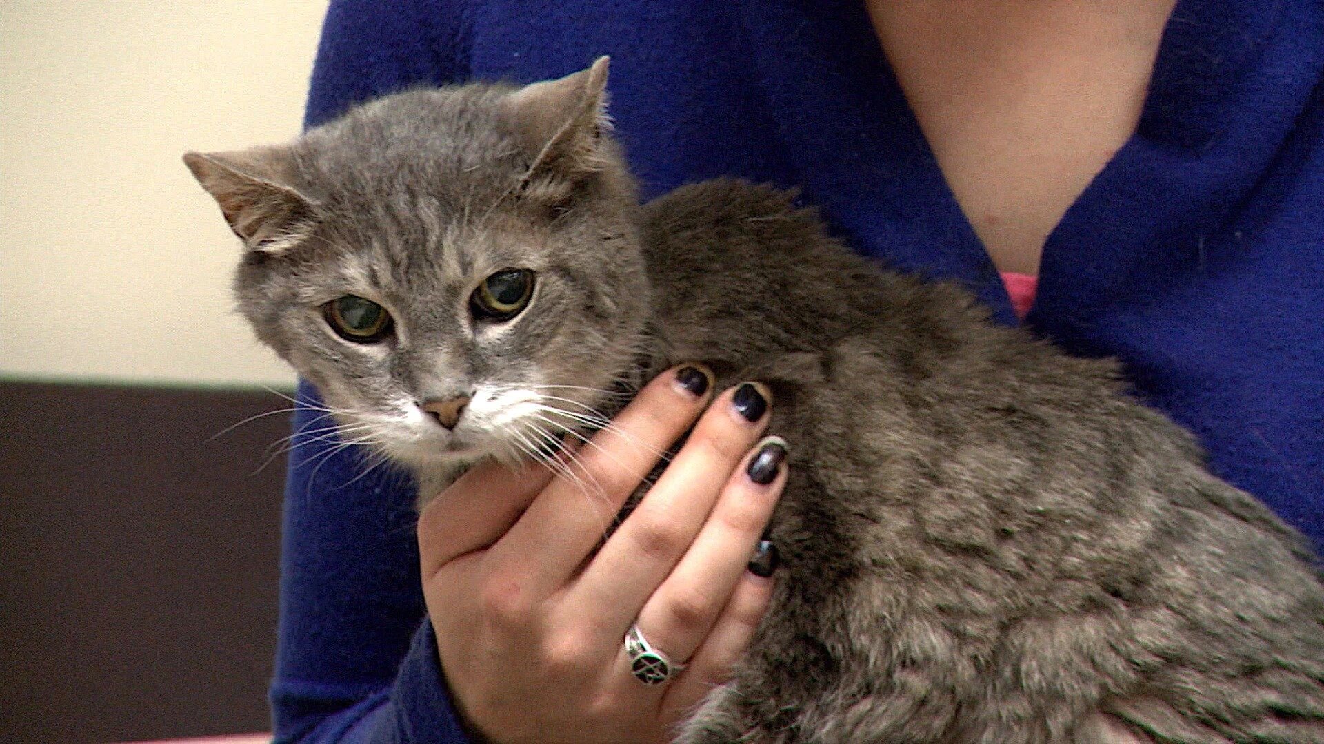 Vets Saving Pets - S2E26