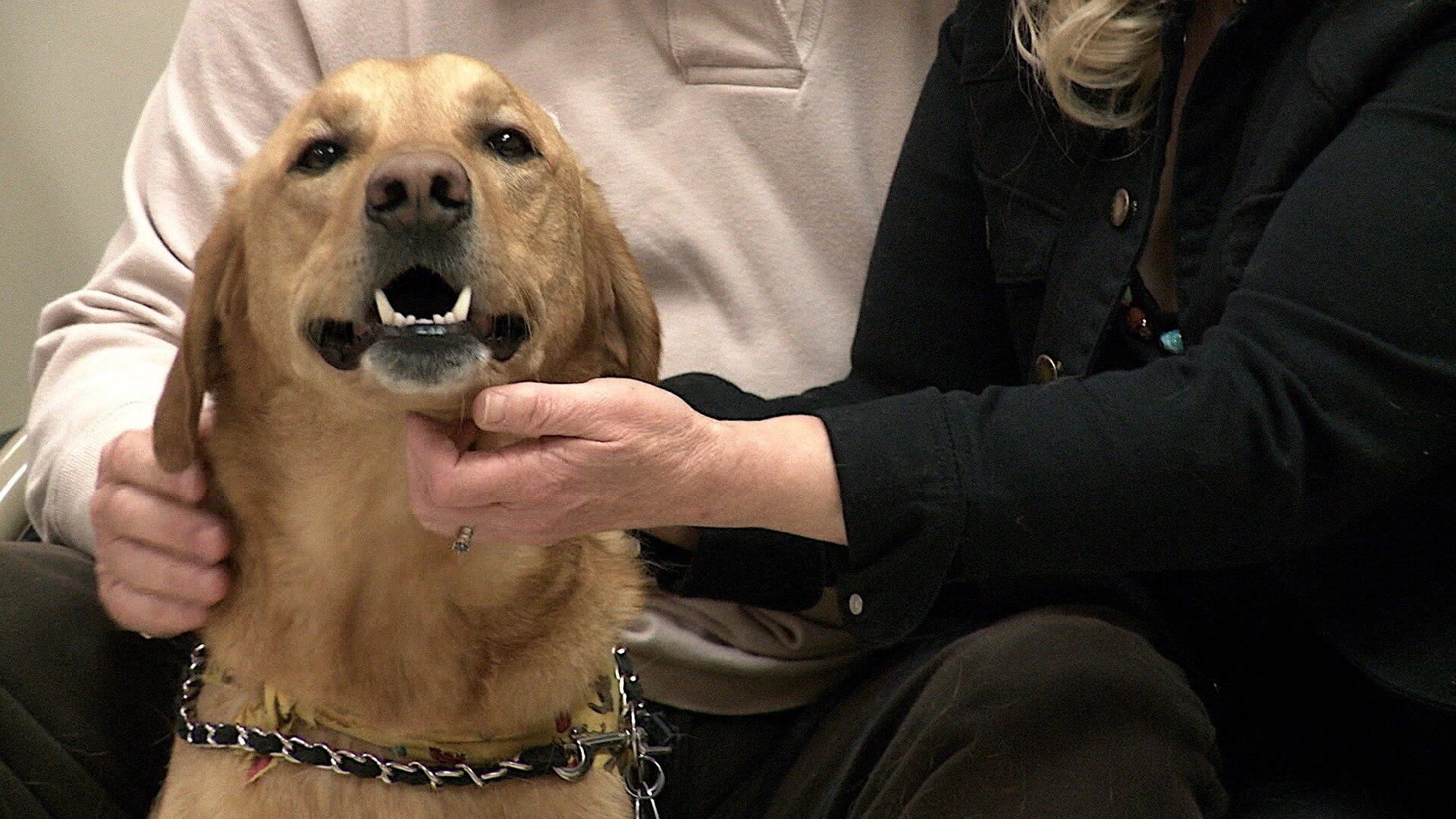 Vets Saving Pets - S2E26