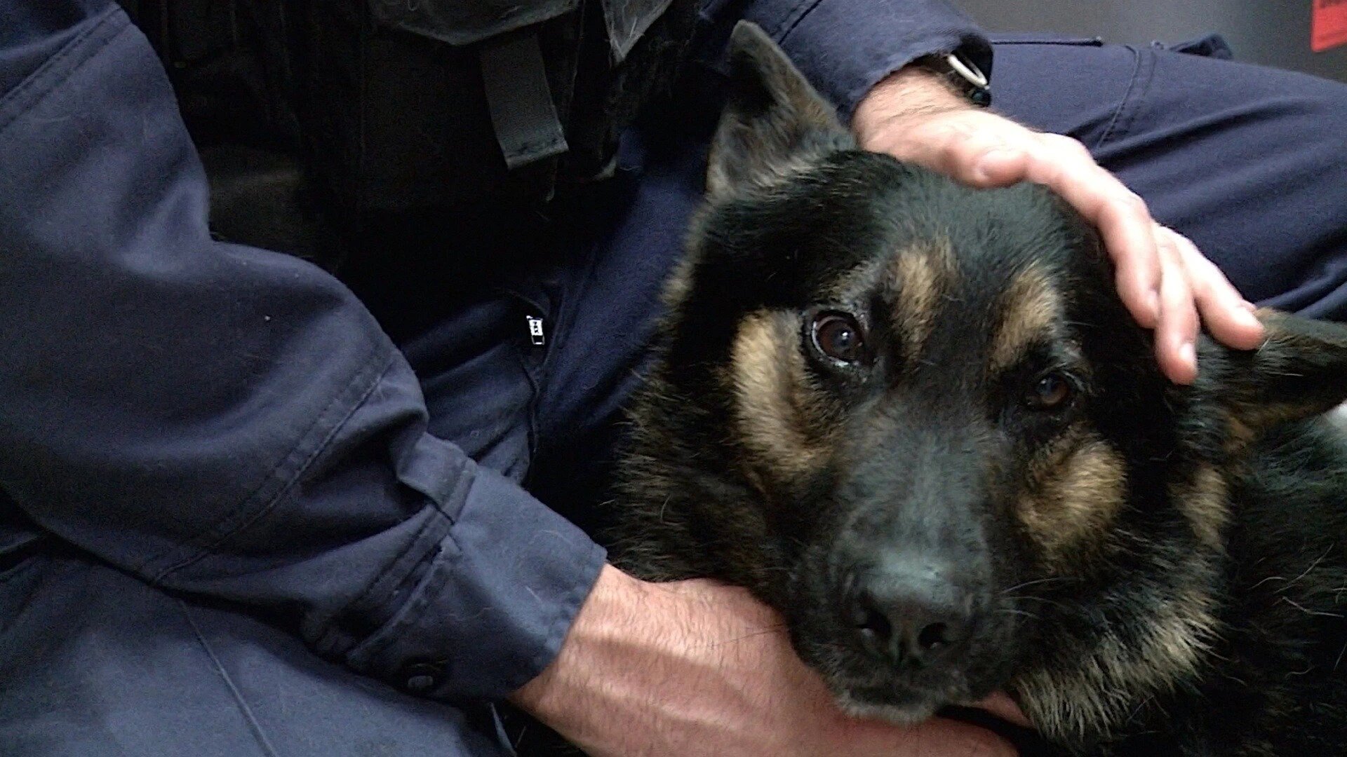 Vets Saving Pets - S2E26