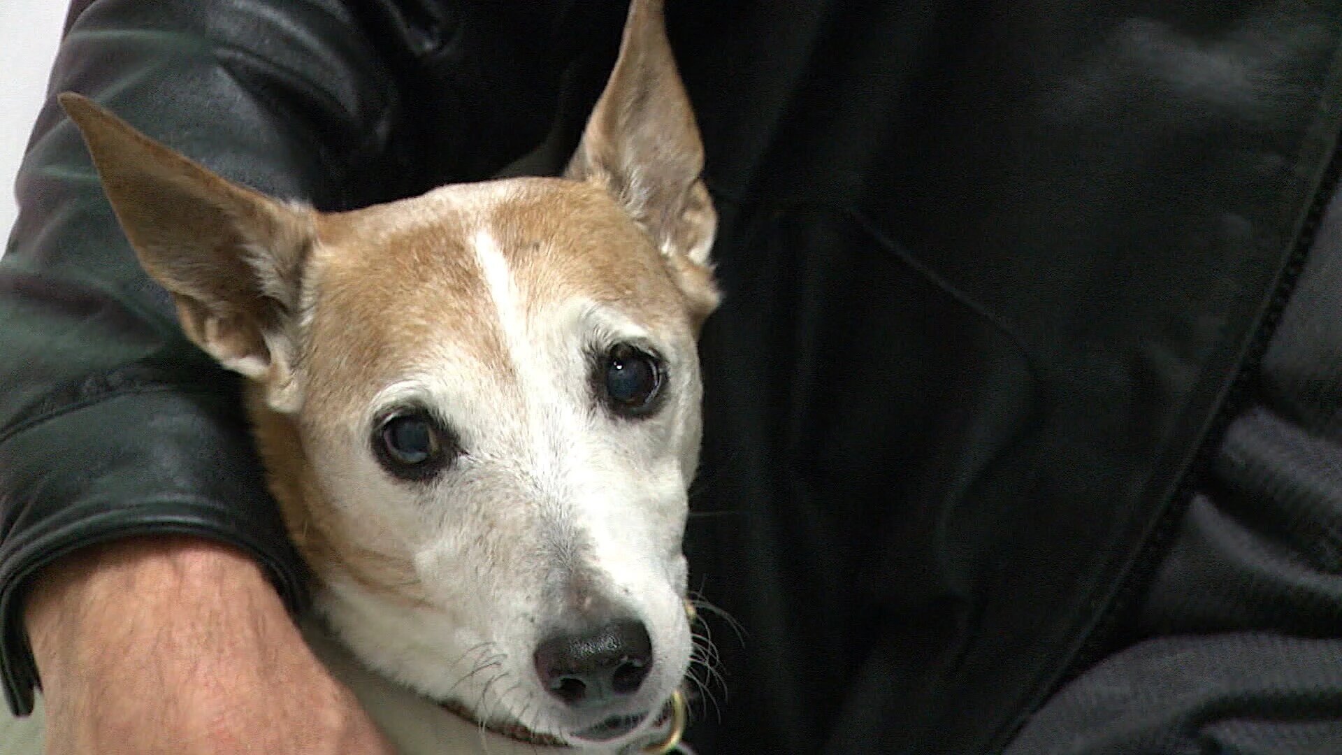 Vets Saving Pets - S2E26