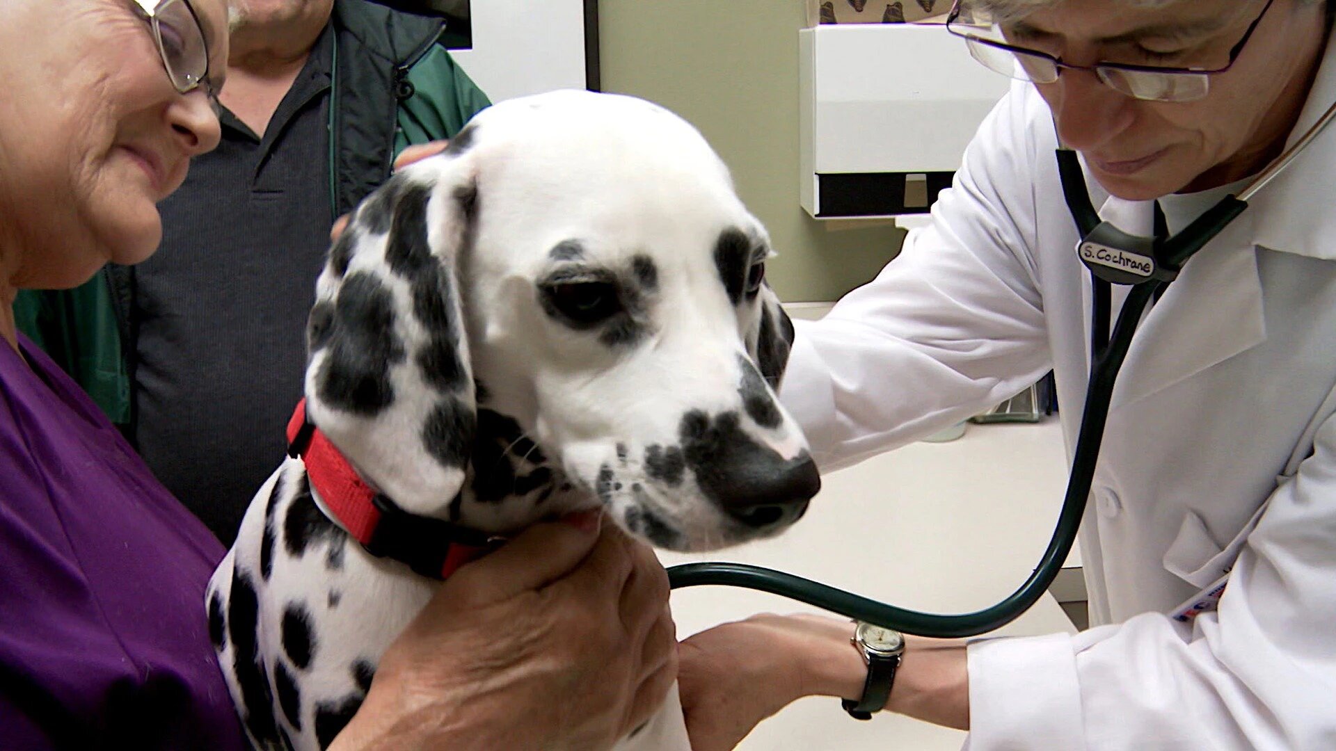 Vets Saving Pets - S2E26