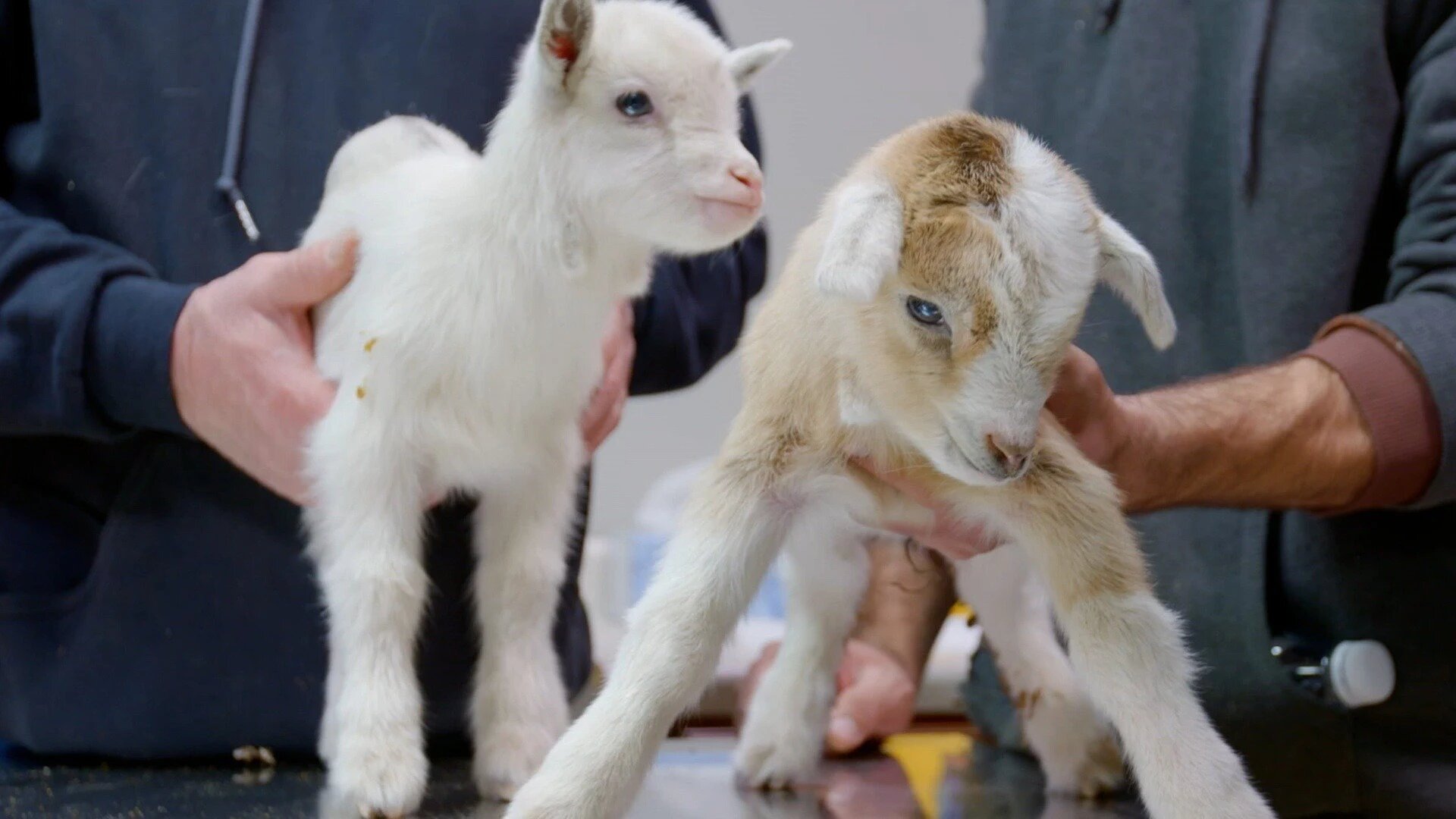 Heartland Docs, DVM - S5E12