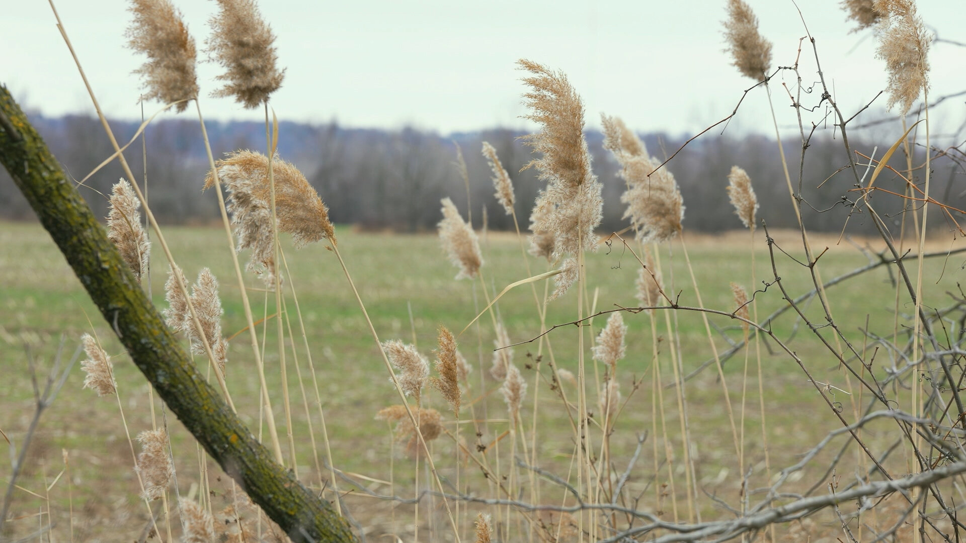 Taking the Stand - S4E11
