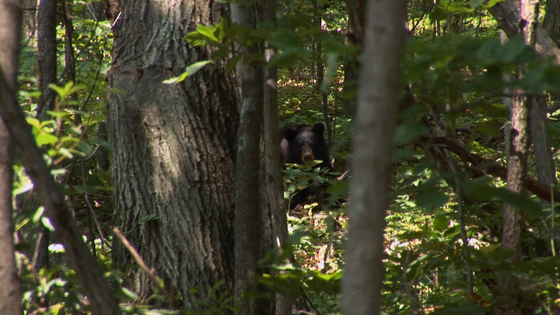 Mountain Men - S14E9