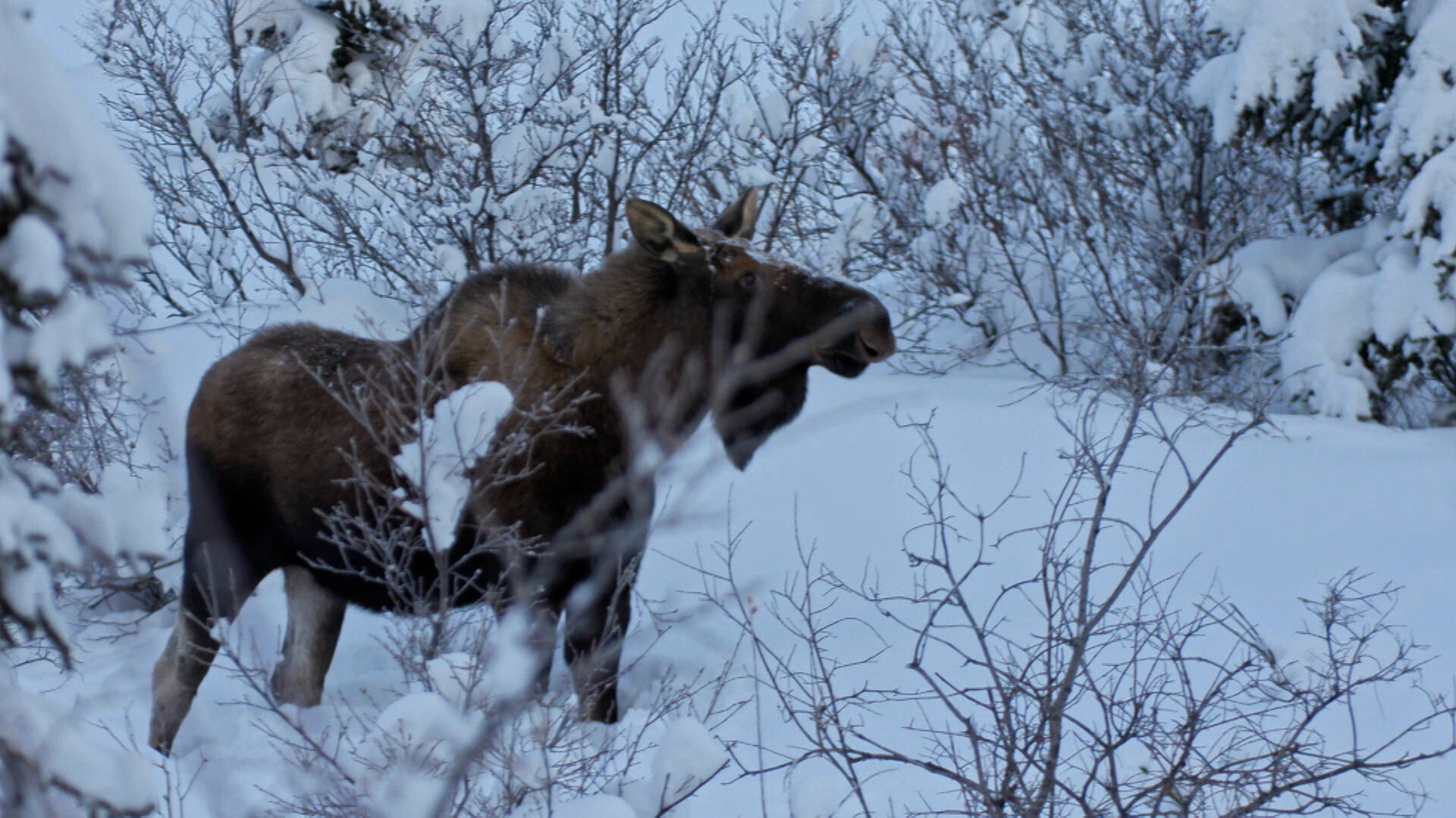 Mountain Men - S14E9